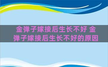 金弹子嫁接后生长不好 金弹子嫁接后生长不好的原因